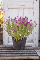 Dusksalvie Say So Rose - dekorative rosa aks i hagen