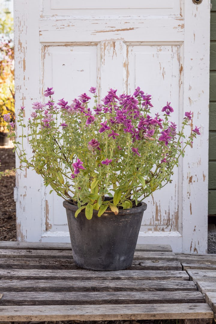 Dusksalvie Say So Rose - dekorative rosa aks i hagen