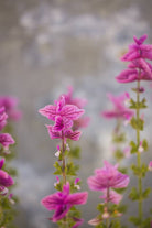 Dusksalvie Say So Rose - elegant rosa dusksalvie perfekt som snittblomst