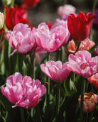 Tulipan Mariage – bukett med mykrosa fylte tulipaner som snittblomst