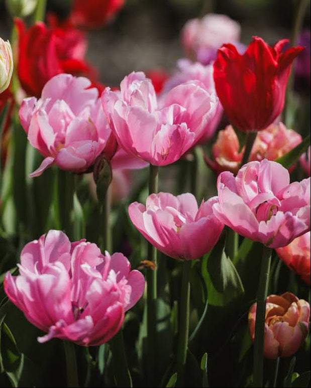 Tulipan Mariage – bukett med mykrosa fylte tulipaner som snittblomst
