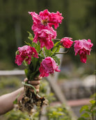  Tulipan Power Parrot – rosa papegøyetulipaner holdt i hånden med løk, høstet fra hagen