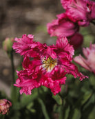 Tulipan Power Parrot – nærbilde av rosa papegøyetulipan i full blomst med frynset kronblad