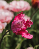 Tulipan Power Parrot – rosa papegøyetulipaner i blomsterbed hos Blomsterhagen