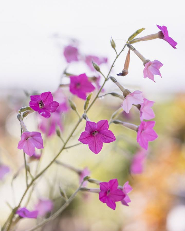 Prydtobakk Whisper Mixed med pastellfargede blomster i hvitt, rosa og lilla i hagen