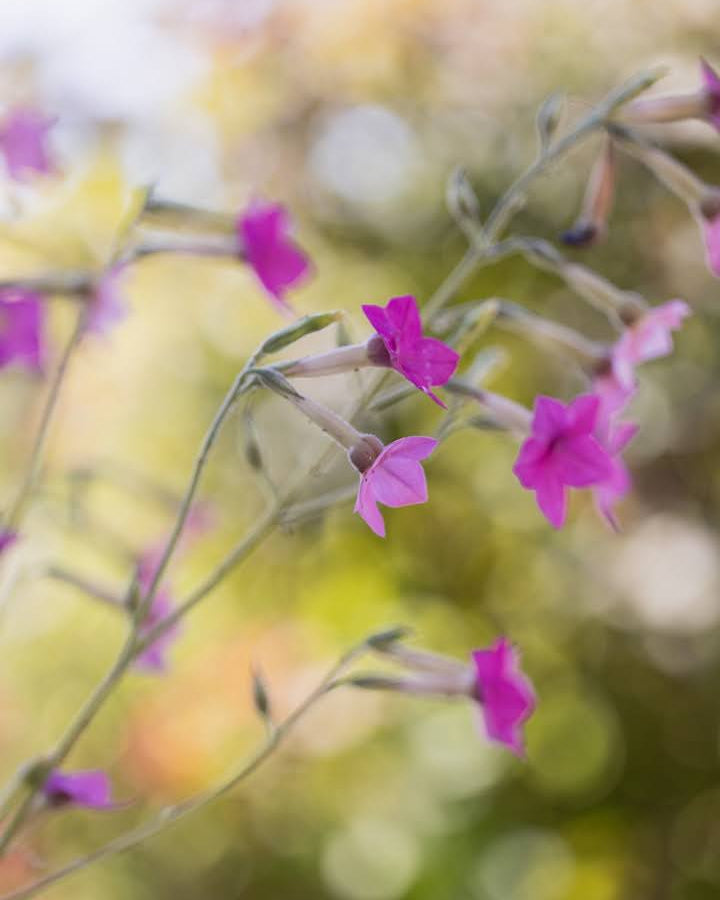 Nærbilde av duftende prydtobakk Whisper Mixed blomster i myke pastelltoner