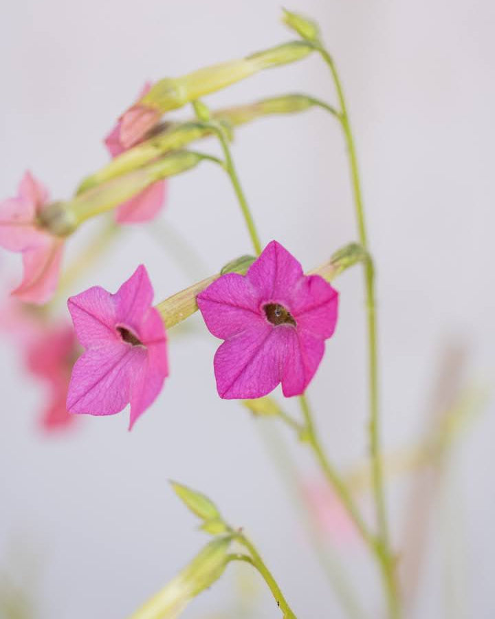 Prydtobakk Whisper Mixed plante med store blomster og grønne blad
