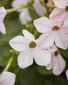 Prydtobakk Saratoga Appleblossom blomster på opprette stengler - insektsvennlig kveldsblomst