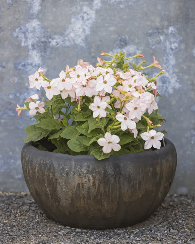 Nærbilde av Prydtobakk Saratoga Appleblossom blomster med delikate rosa-hvite kronblader