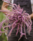 Aksrisp Pink Pokers - flerårig snittblomst med rosa aks