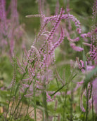 Aksrisp Pink Pokers i blomst - insektsvennlig flerårig plante