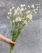 Ridderspore Rose Butterfly i full blomstring med elegante sommerfuglliknende blomster