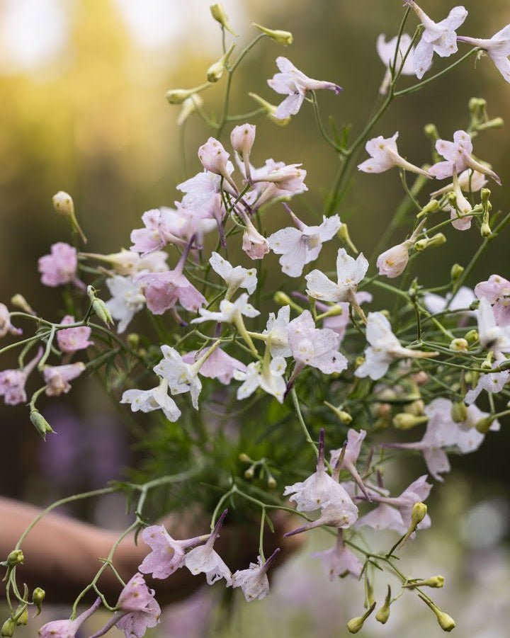 Ridderspore Rose Butterfly med rosa blomster og hvitt øye på kompakt plante