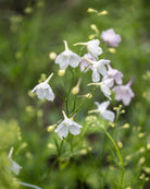 Ridderspore Rose Butterfly som snittblomst med kraftige stengler i hagen