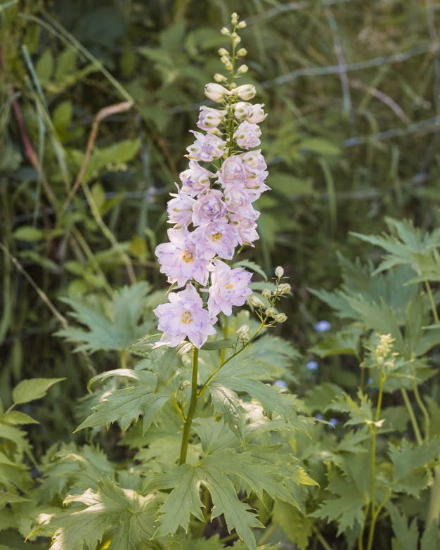 Ridderspore Cherry Blossom White Bee i full blomst - ettårig snittblomst