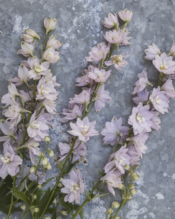 Nærbilde av Ridderspore Cherry Blossom White Bee blomsterstander - Blomsterhagen