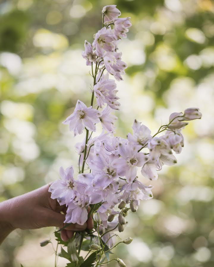 Ridderspore Cherry Blossom White Bee med hvite blomster i hagen - Blomsterhagen