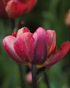 Tulipan Ridgedale – rund vakkert formet blomst på mørk stengel, høyde ca. 40 cm