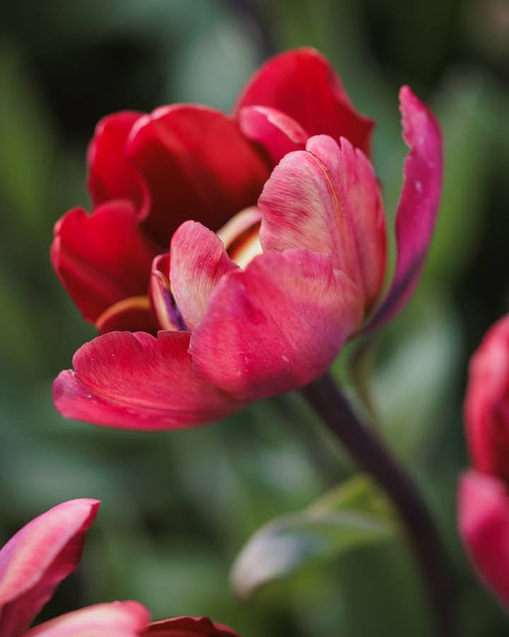 Tulipan Ridgedale – fullt åpen fylt blomst med varme toner av plomme, cyclamenrosa og fersken