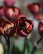 Tulipan Ridgedale – halvåpen fylt tulipan med uvanlig fargespill i plomme og brunt
