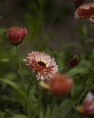 Ringblomst Pygme Buff blomster - spiselig og insektsvennlig