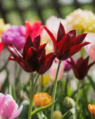 Tulipan Sarah Raven – fullt åpen liljetulipan i sofistikert dyp burgunder, høyde ca. 40 cm