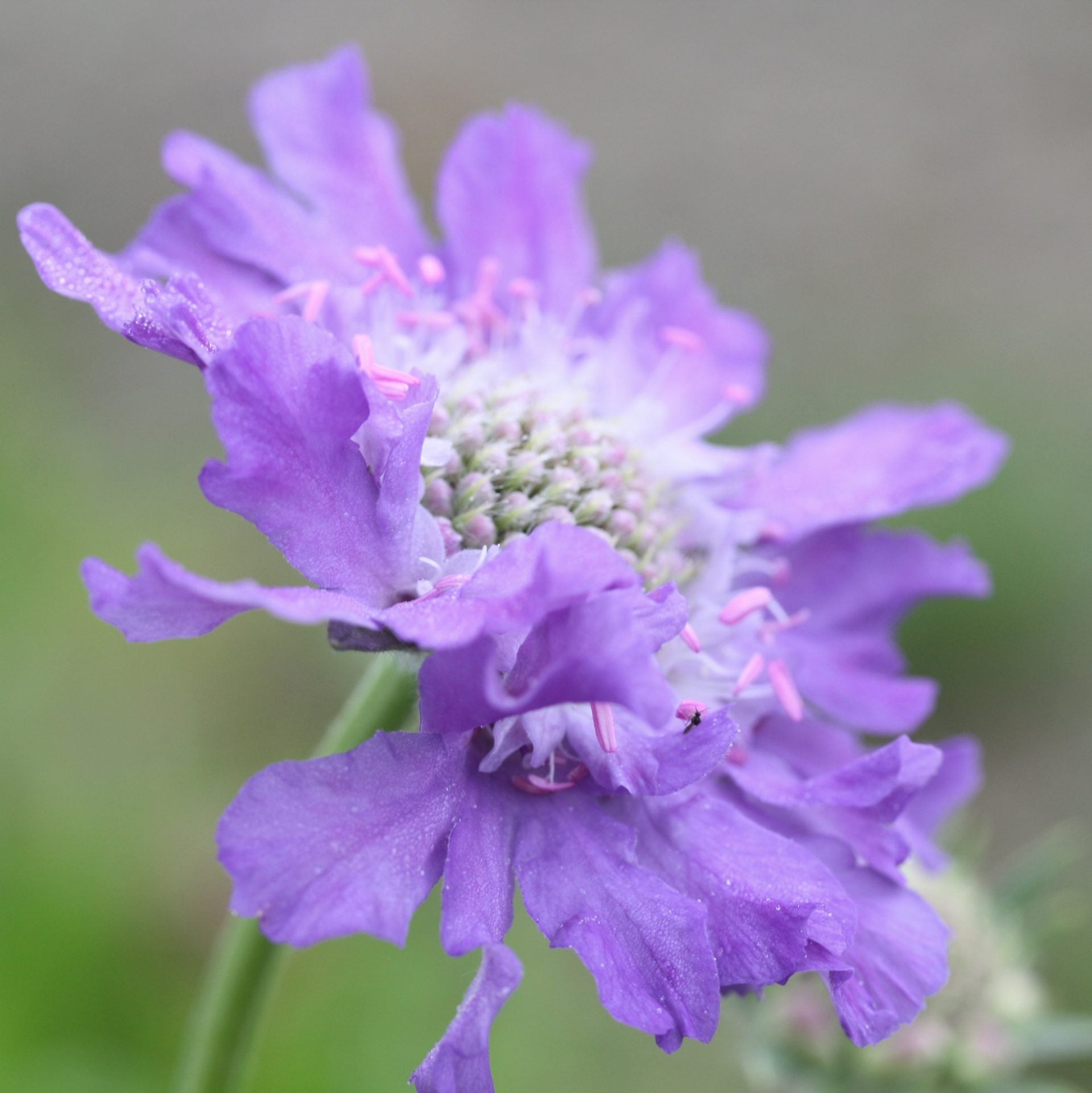 scabiosa fama deep blue (2)