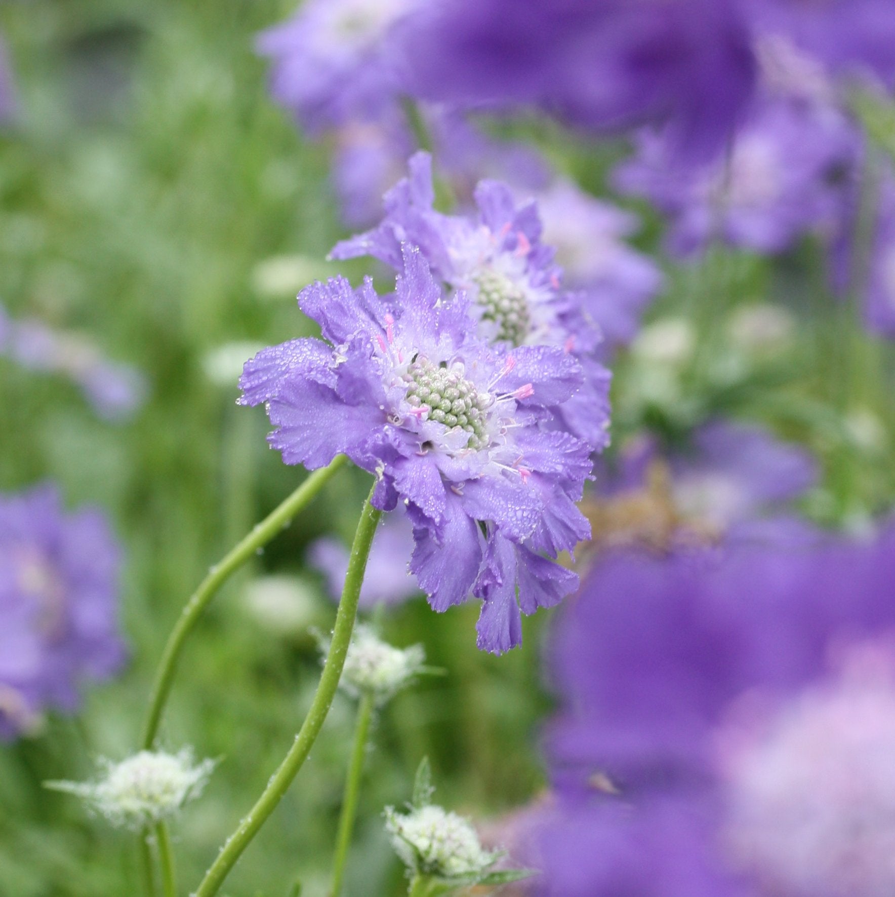 scabiosa fama deep blue (7)