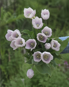 Tulipan Silver Cloud – blomst som skifter til perlemorsaktig lys sølvfarge gjennom blomstringen