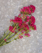 Sporeblom Rosenrot - elegante rosa blomster på høye stengler