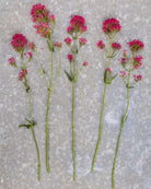 Sporeblom Rosenrot nærbilde - Centranthus ruber Rosenrot i rosa toner