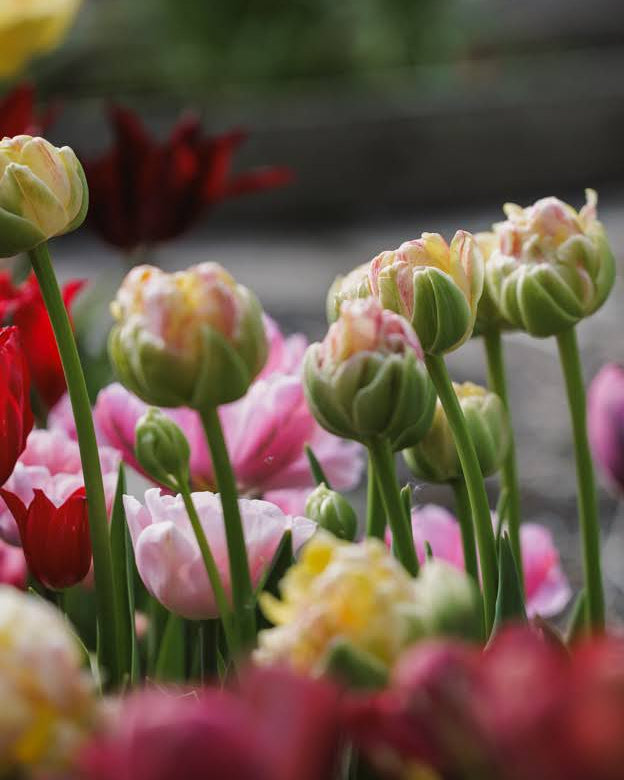 Tulipan Sprinkle Dip – fullt åpen fylt blomst med vakre penselstrøk i rosa, grønt og sitrongult