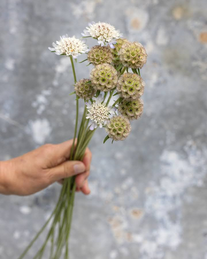 Stjerneskabiosa Paper Moon frø - Scabiosa stellata perfekt for tørking