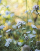 Stjerneskabiosa Paper Moon - nærbilde av unike stjernelignende frøkapsler