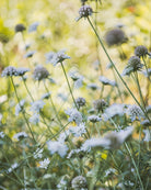 Stjerneskabiosa Paper Moon - luftig vekst med skulpturelle frøkapsler