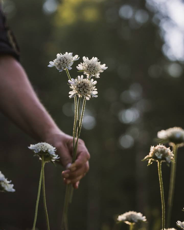 Stjerneskabiosa Paper Moon i full blomst med lyseblå stjerner