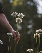 Stjerneskabiosa Paper Moon i full blomst med lyseblå stjerner