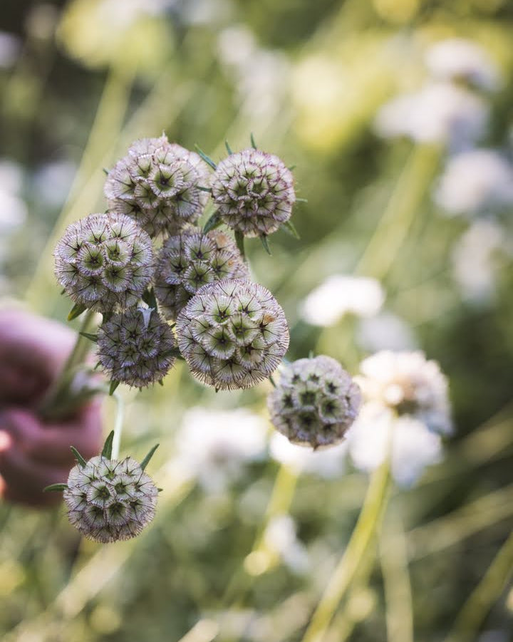 Stjerneskabiosa Paper Moon med papirtynne frøkapsler i sølvgrønn farge
