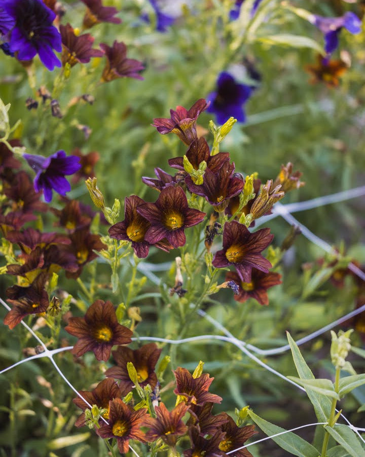 Trompetblomst Cafe au Lait - nærbilde av elegante trompetformede blomster i myk kaffe-tone