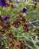 Trompetblomst Cafe au Lait - nærbilde av elegante trompetformede blomster i myk kaffe-tone