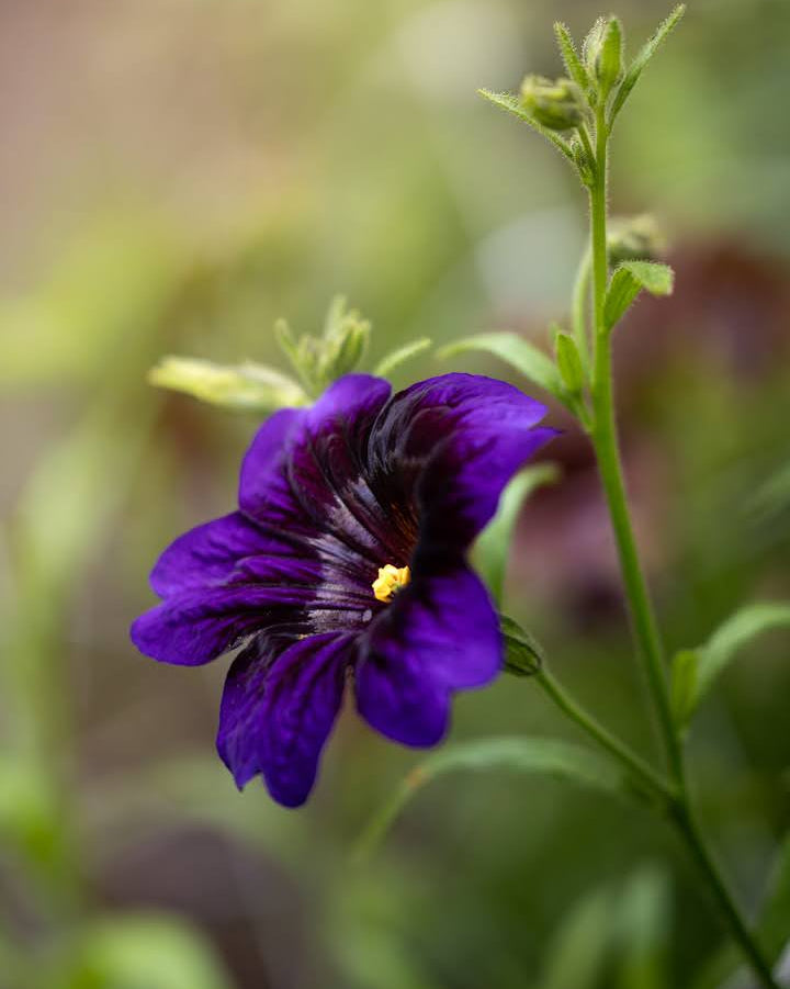 Trompetblomst Kew Blue frø - Ipomoea tricolor kompakt sort