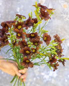 Trompetblomst Cafe au Lait i full blomstring med hjerteformede grønne blader