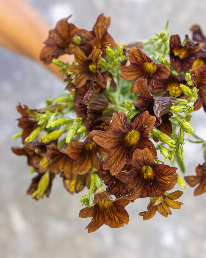 Trompetblomst Cafe au Lait med kremhvite til lys kaffe-fargede blomster