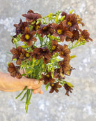 Trompetblomst Cafe au Lait frø - Ipomoea tricolor kompakt sort