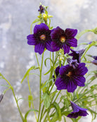 Trompetblomst Kew Blue blomster med karakteristisk hvit stjerne i sentrum