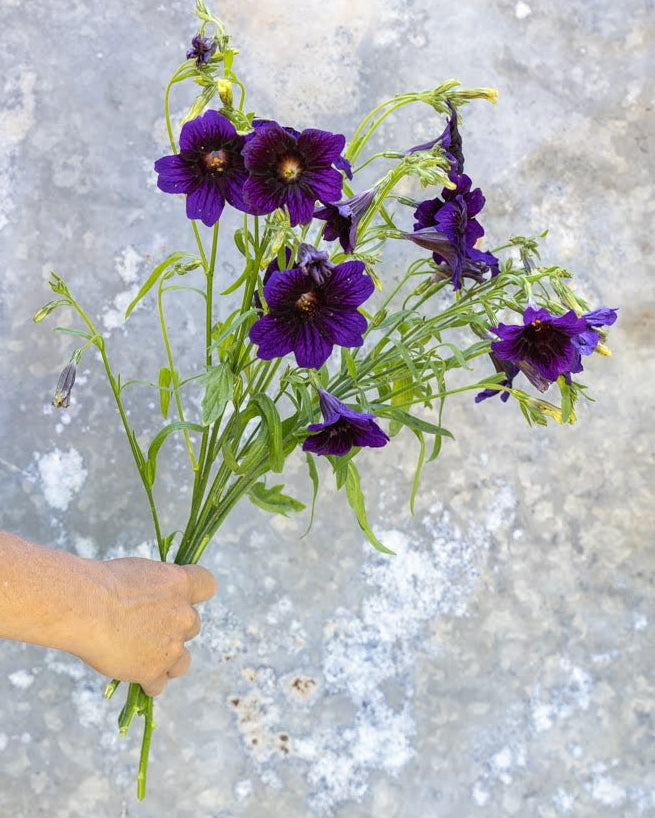 Trompetblomst Kew Blue - nærbilde av intense blå trompetformede blomster
