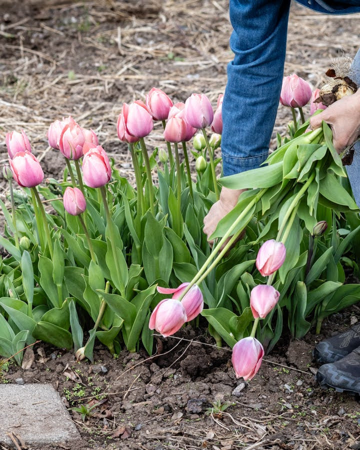Tulipan Salmon van Eijk – fullt åpen blomst med varmt mursteinsrødt indre og myk ferskentone utenpå