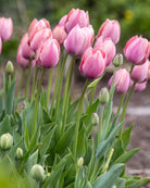 Tulipan Salmon van Eijk – gruppe av Darwin-tulipaner i bed, kombinert med lyse vårblomster