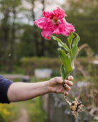 Tulipan Power Parrot – enkelt plante med løk og røtter holdt frem i hagen