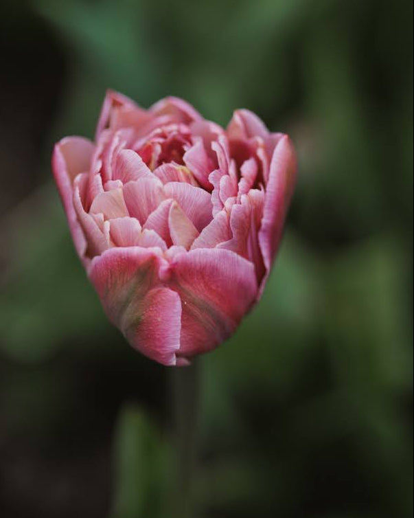 Tulipan Beachberry – blomst på stengel, høyde ca. 35–45 cm